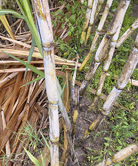 ե�ǵĸ��ᱻ͵��������������