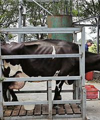 ������ȥ��ũ��