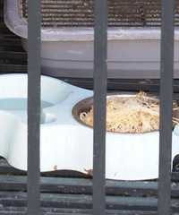 ̨��һС��������¥�������꣬�ھӲ�����