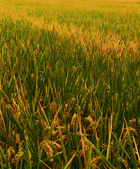 ΢������