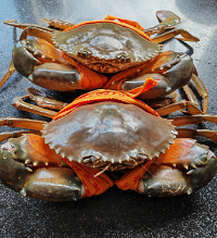 ��з��ô����