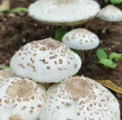 ��ҰĢ���ܳ���