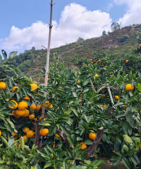 ժӣ䳵ɽǾͦΣյģʹɽ