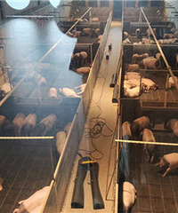 ������ֳ��