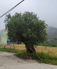 ����ɽ֮�ã��羰��ʱ����·�ϣ���ʱ����������