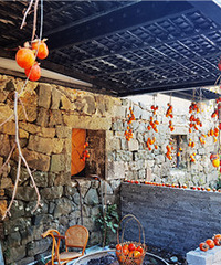 ɹ������