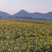 ��������̫����