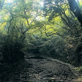 ����ϼ�͹ŵ�������