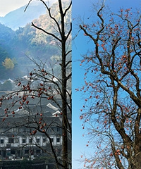 ���������ɽ��������˵�ɫ�壬����ʤ�գ�