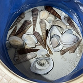 ��ҹ�Ϻ����ջ�