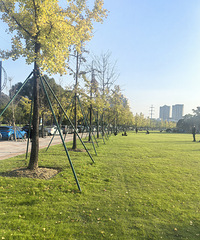 ʰ��һƬ����Ҷ���·���ס���������������