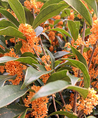 ��Ъ��������