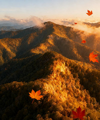 ���ŷ磪����������(�������Ứ��������)