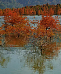 һ��һ�Ⱥ�����������Լ��̶������