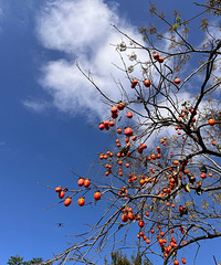 ���Խ��ǣ�Ψ�����ݣ�