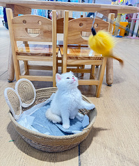 ι���ӡ�ߣèߣ����