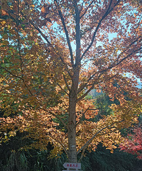 ����ܻ���ϻƹŵ�������ܿ���δ������100����