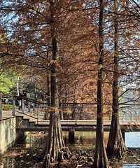 ��Ҷ��ɽ�����־�Ⱦ���ﶬ�������Ҹ��ܵ��ˣ�������