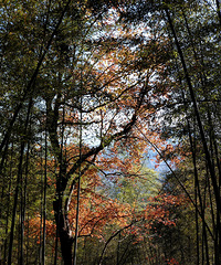 ��ɫ���ã������ŵ�����8.2�������