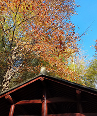 ��ɫ���ã������ŵ�����8.2�������