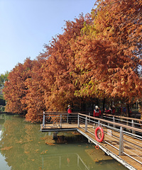 ������ɽ��԰�ĺ�Ҷ