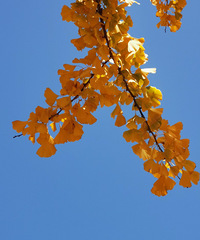 ����һ�����ӻ�