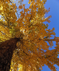 ����һ�����ӻ�