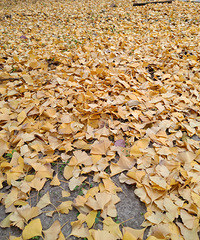 ���۽��ǻƣ�ר��������Ҷ�ļ���