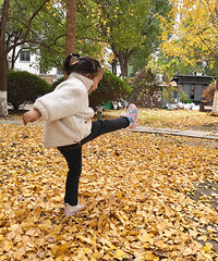 ���۽��ǻƣ�ר��������Ҷ�ļ���