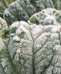 �˶���˪�ˣ����ֲ������ⶼ����