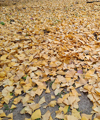 ���ض�������Ҷ