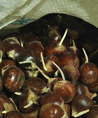 ������ѿ��