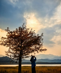 ����Ҷ�������