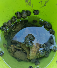 ͷ�Ÿ�����ʯͷз��ƤƤϺ��Щ�����˼۸񲻹󣬵��ǲ���