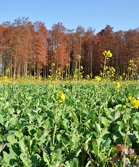 �ٺ�̨�ݸ����ϰ�ͣ�����ܱߵ��Ͳ˻����ˣ�