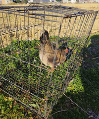 ���۸��᡿�Լ������ļ����е�׬��