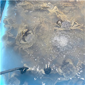 ��з������צ