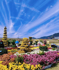 ̨��ֲ��԰Ҫ��ʽ��ѿ����ˣ�