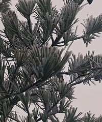 2026���һ�죬̨����ѩ�ˣ�