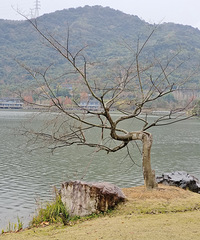 ֲ��԰��ѿ��ŵĵ�һ�죬һ����ԤԼ����Ʊ