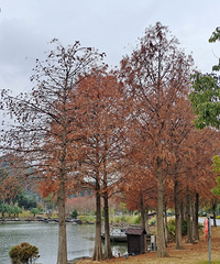 ̨��ֲ��԰����ҶҲ����úܿ���