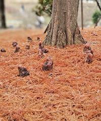 ̨��ֲ��԰����ҶҲ����úܿ���