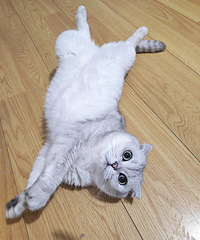 95��182�У��ٺ��ˣ��鷿��Ů�������ϣ��1�ڿ��Խ��