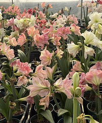 �۸���ˣ���300Ԫ����35Ԫ�����������조�������ˡ�