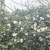 ��÷����