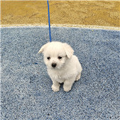 �޹��Ŀ���