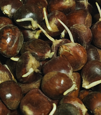 ������ѿ��