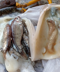 ���������̼���