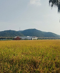 ��ɫ���˼��ʫ������