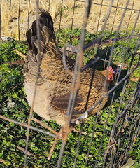 �Լ����ļ���ȥ����׬ͷ��